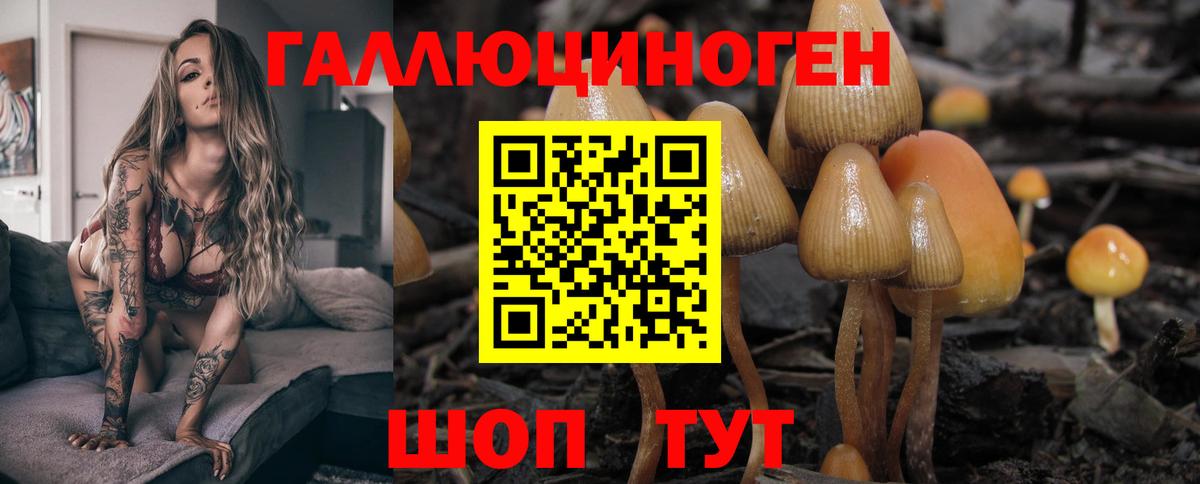 Галлюциногенные грибы Cubensis  где купить наркотик  Вход с VPN  Владикавказ  Псилоцибиновые грибы Cubensis 